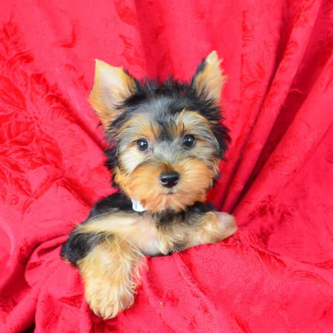 Dinky male yorkie