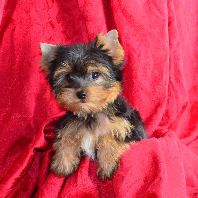 Blossom TEACUP female yorkie