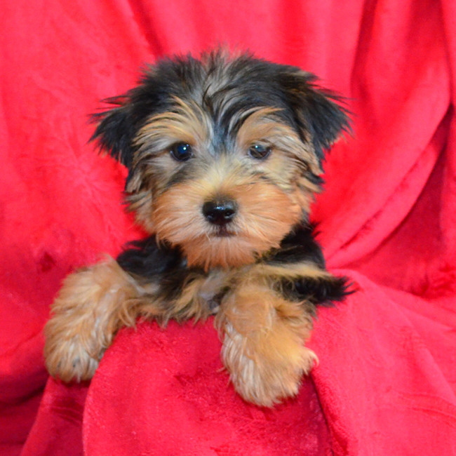 Jenkins male yorkie