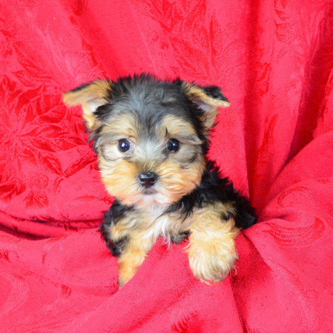Roper male yorkie