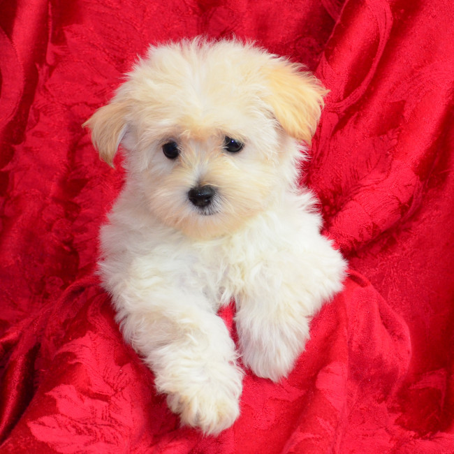 Maddie female morkie