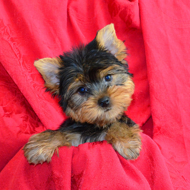 Lulu female yorkie
