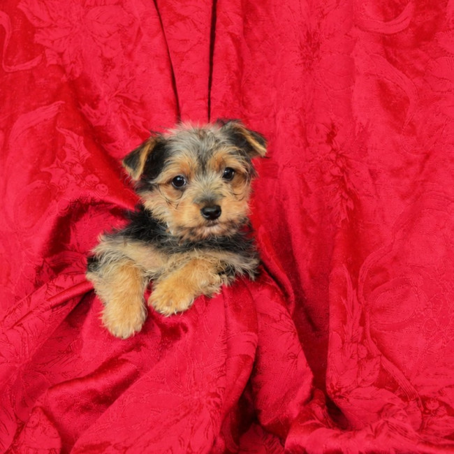 Baby female yorkie