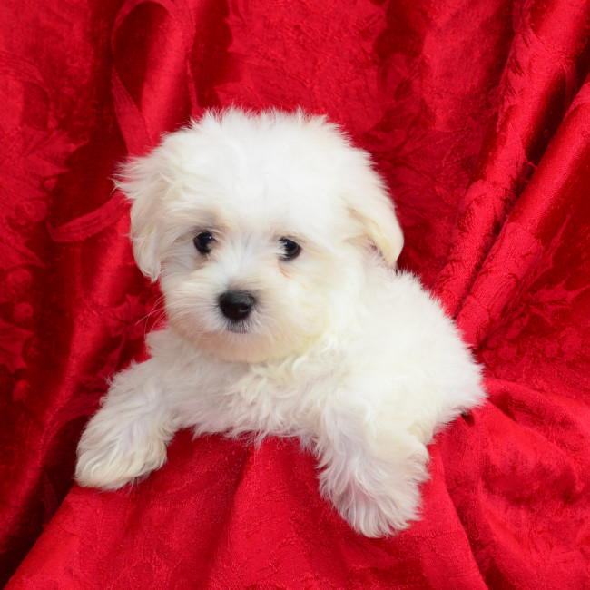 Mason male morkie