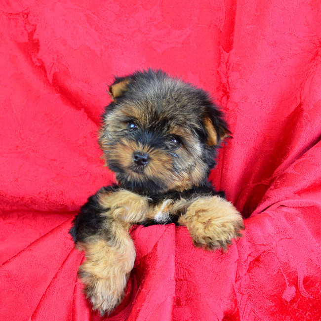 Ethel female yorkie