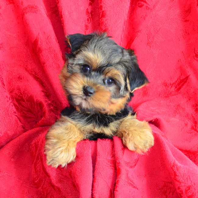 Jethro male yorkie