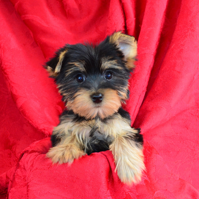 Creed male yorkie
