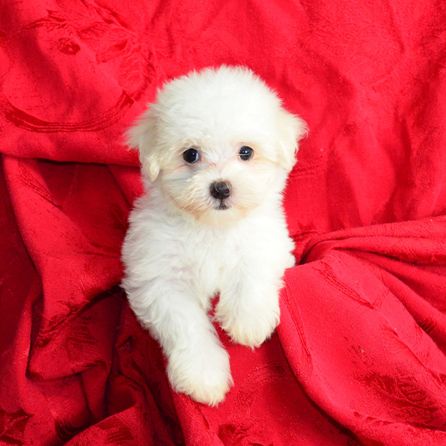Maggie female maltese