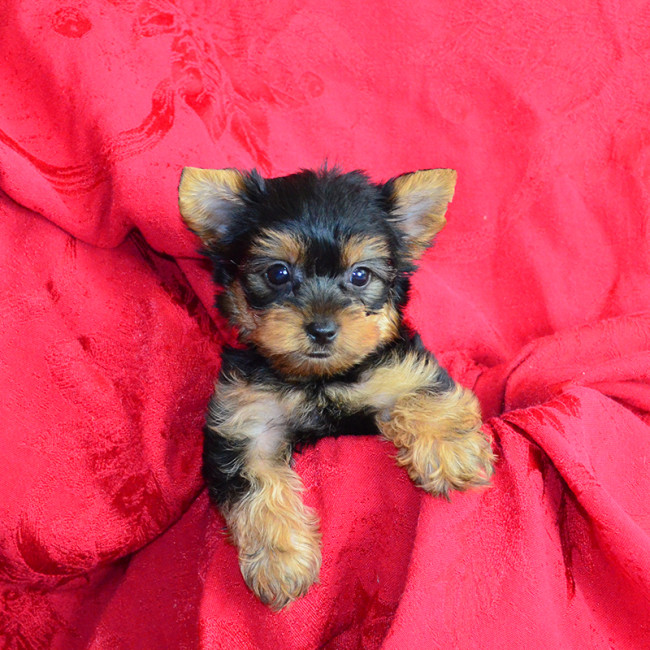 Spirit (teacup) male yorkie