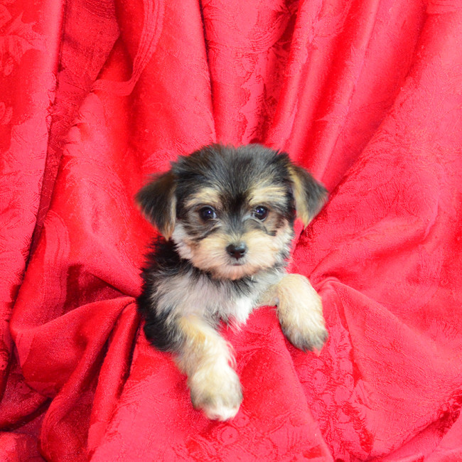 Thumbnail [100%x225]