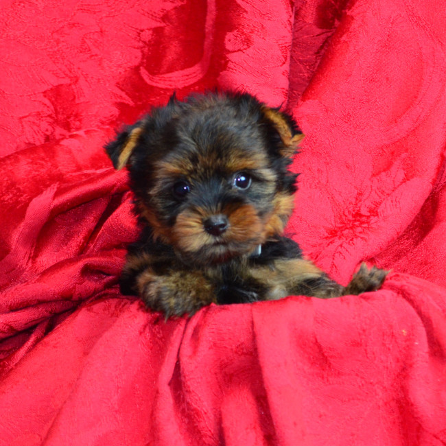 Jackson male yorkie