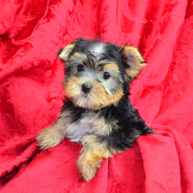 Dolly Ann female yorkie