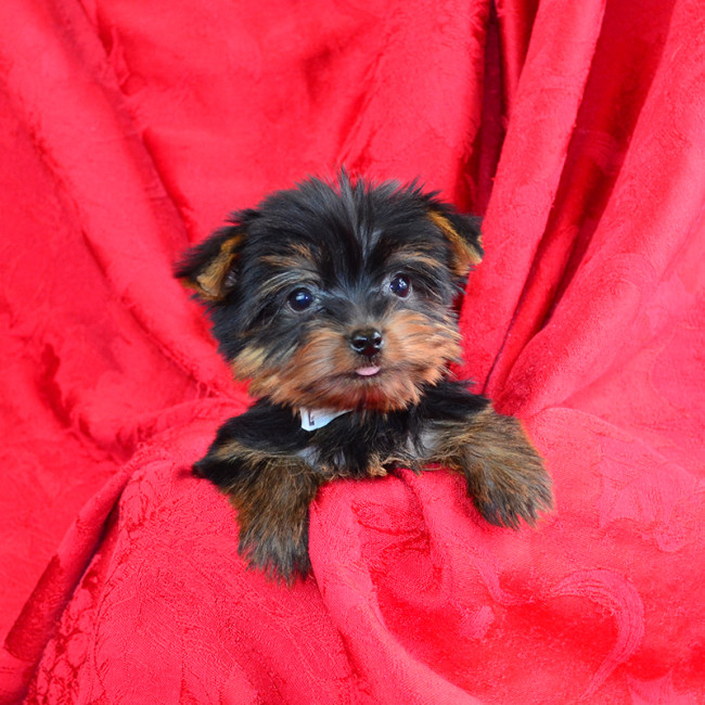 Ford male yorkie