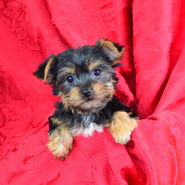 Jackson male yorkie