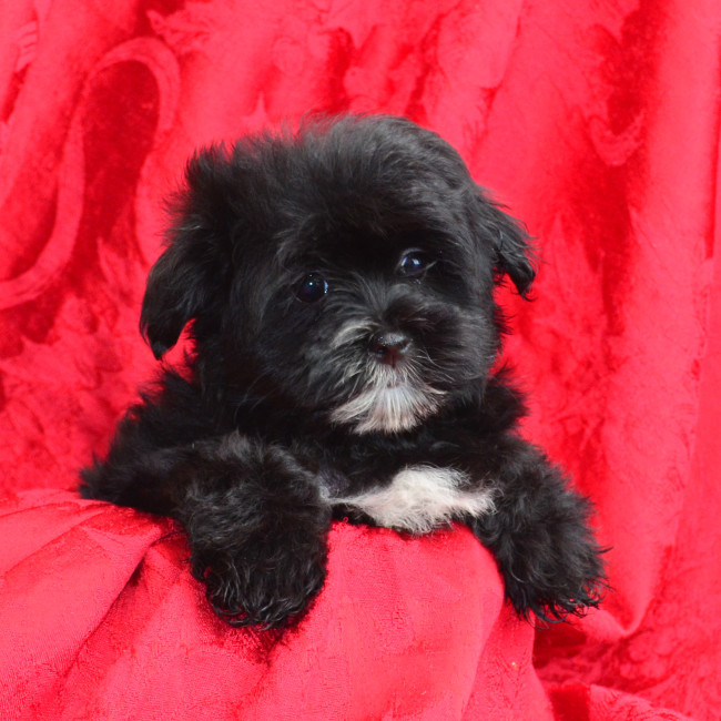 Maverick male morkie