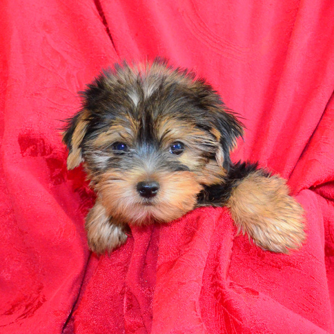 Joey male yorkie