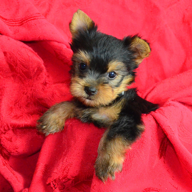 Skippy (teacup) male yorkie