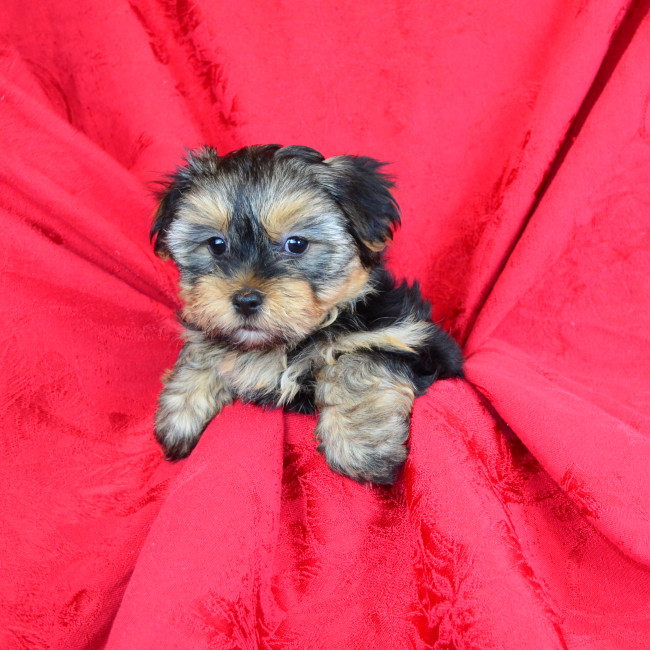 Anabel female yorkie