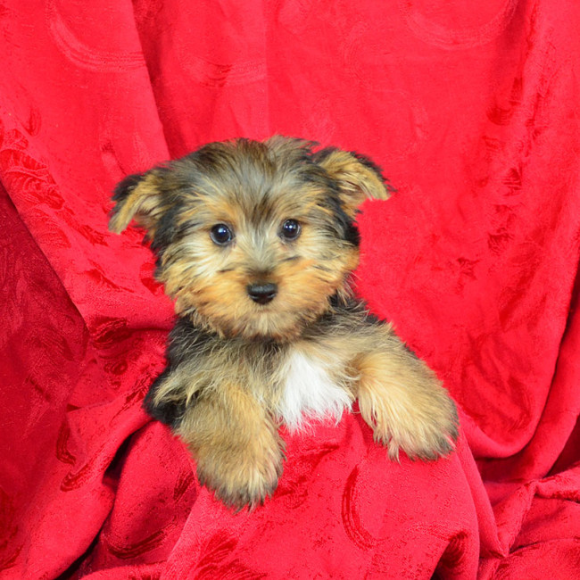 Flint male yorkie