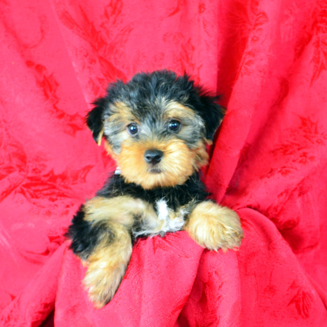 Maverick male yorkie