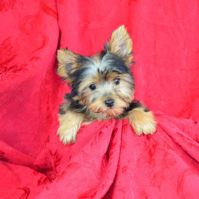 Rosie female yorkie