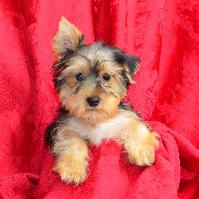 Ryder male yorkie