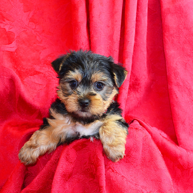 Jazzy female yorkie