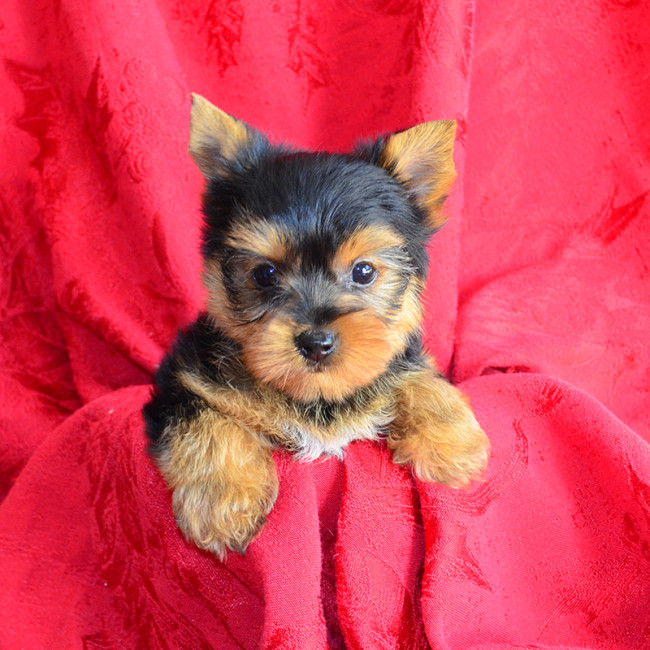 Kiwi male yorkie