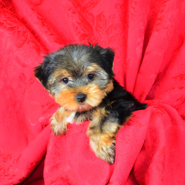 Molly female yorkie