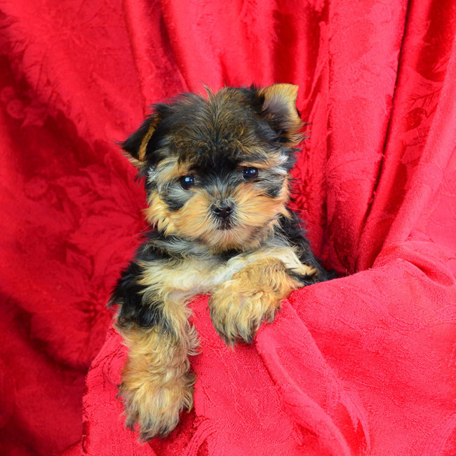 Hattie female yorkie