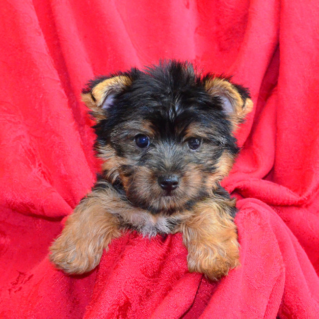 Trixie female yorkie