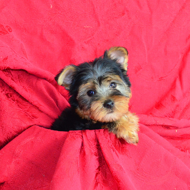 Wrangler male yorkie