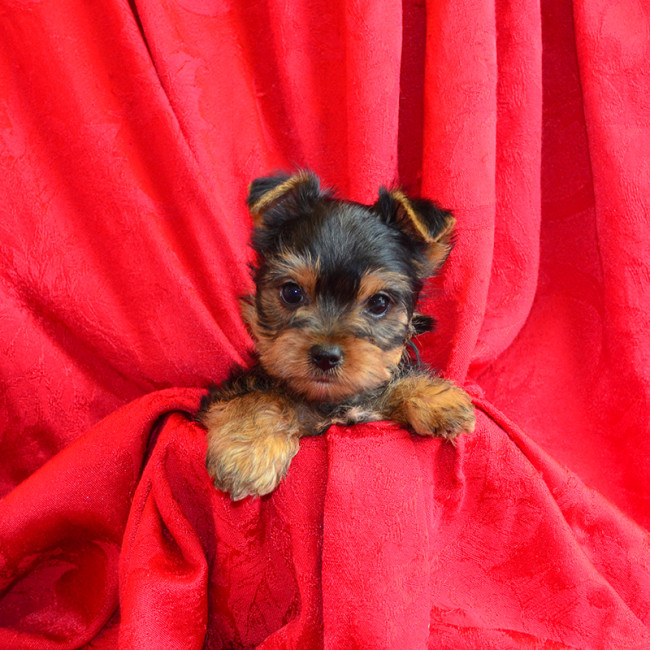 Thumbnail [100%x225]