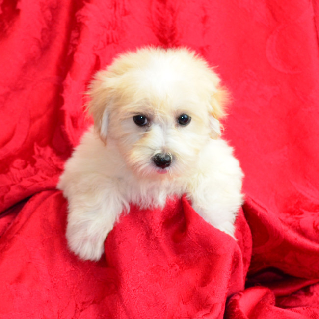 Maisie female morkie