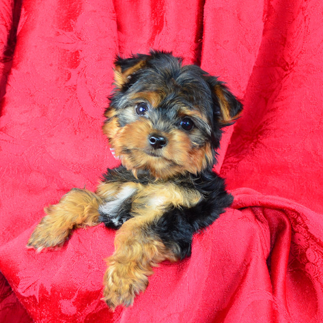 Presley male yorkie