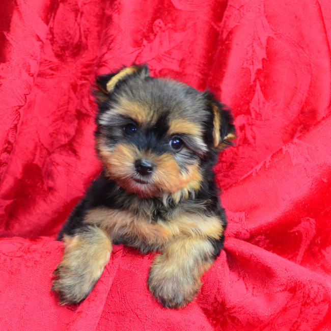 Hilly female yorkie