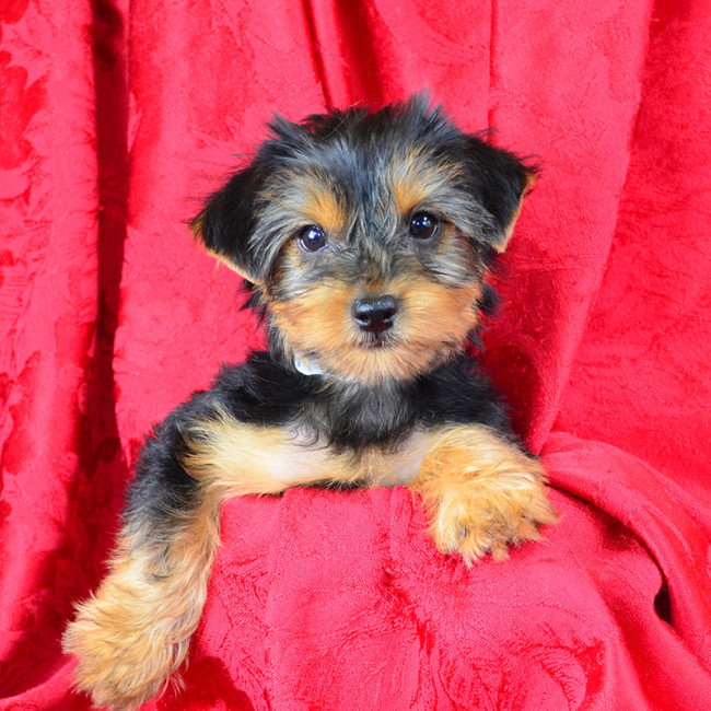 Hope female yorkie