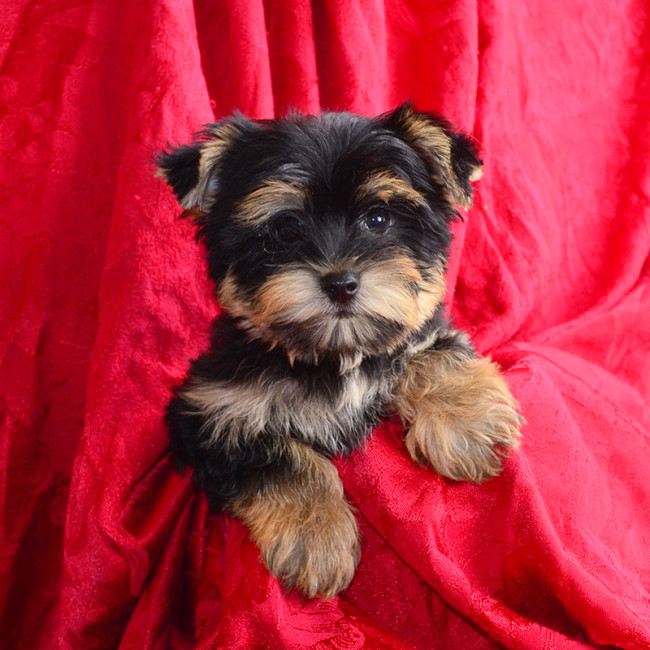 Chauncy male yorkie