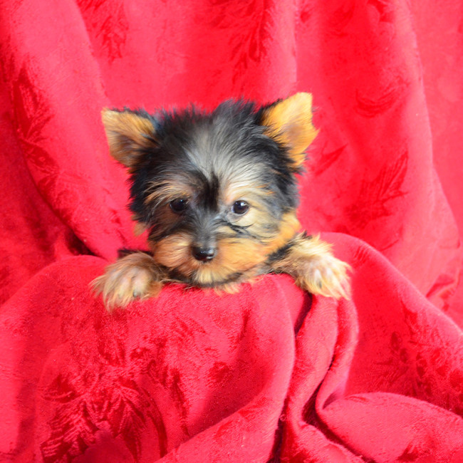 Hunter male yorkie