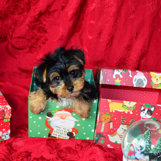 Thumbnail [100%x225]