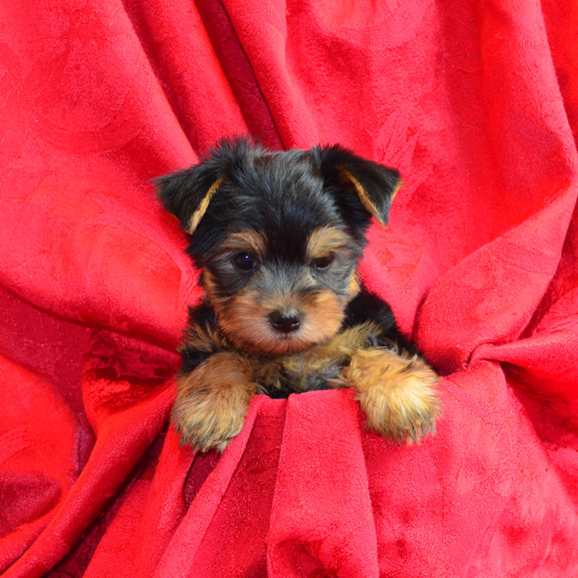 Thumbnail [100%x225]